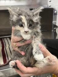 Shelter Stray Female Cat last seen Near W Ruth Drive, Kearns Township, UT, 84118, 511 W 3900 S, Salt Lake City, UT 84123, USA