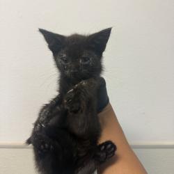 Shelter Stray Female Cat last seen Fern Avenue, Imperial Beach, CA, 91932, 5500 Gaines St, San Diego, CA 92110, USA