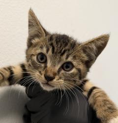 Shelter Stray Male Cat last seen Grove Avenue, San Diego, CA, 92154, 5500 Gaines St, San Diego, CA 92110, USA