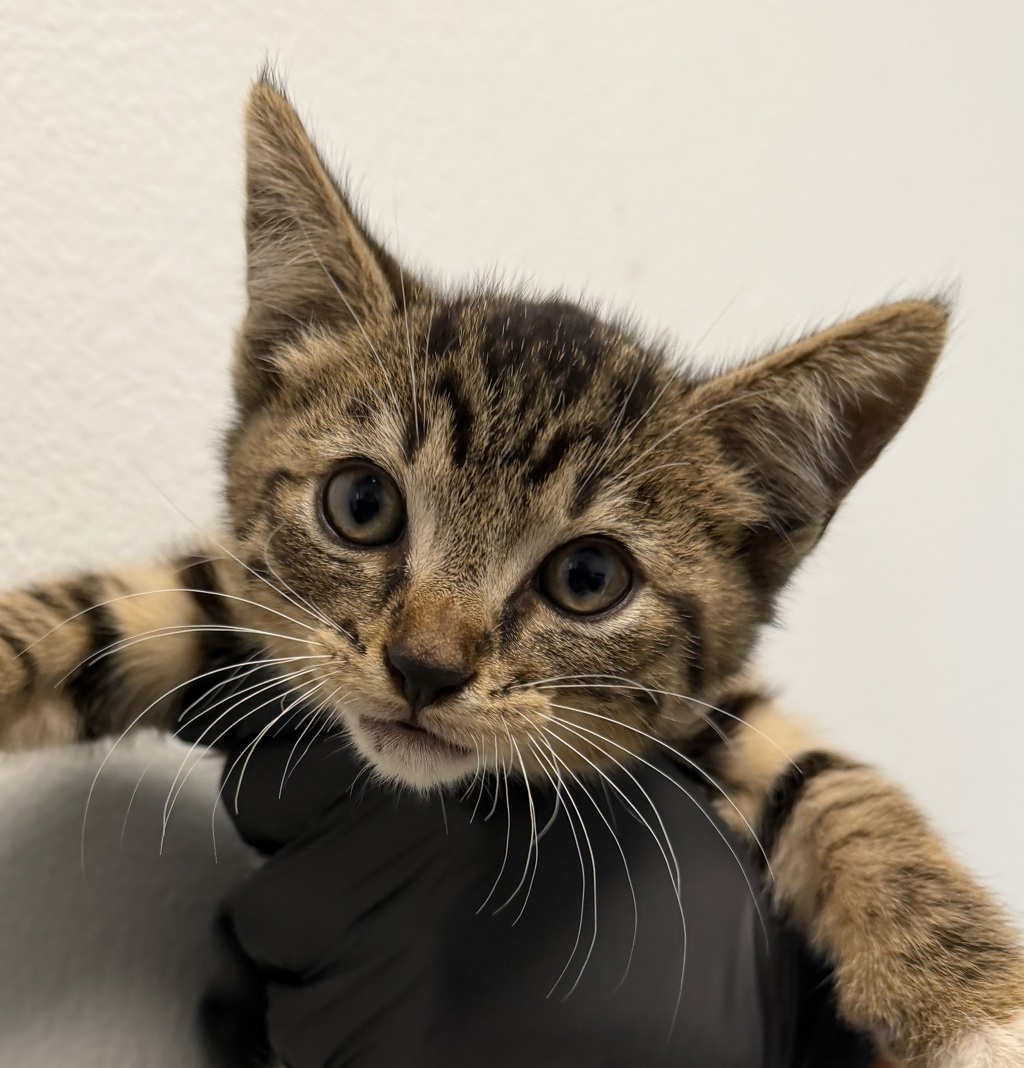 Shelter Stray Male Cat last seen Grove Avenue, San Diego, CA, 92154, 5500 Gaines St, San Diego, CA 92110, USA