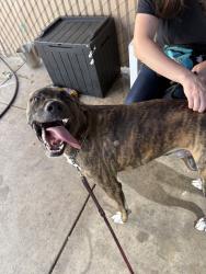 Shelter Stray Male Dog last seen Near Cardinal Drive, San Diego, CA, 92123, 5500 Gaines St, San Diego, CA 92110, USA