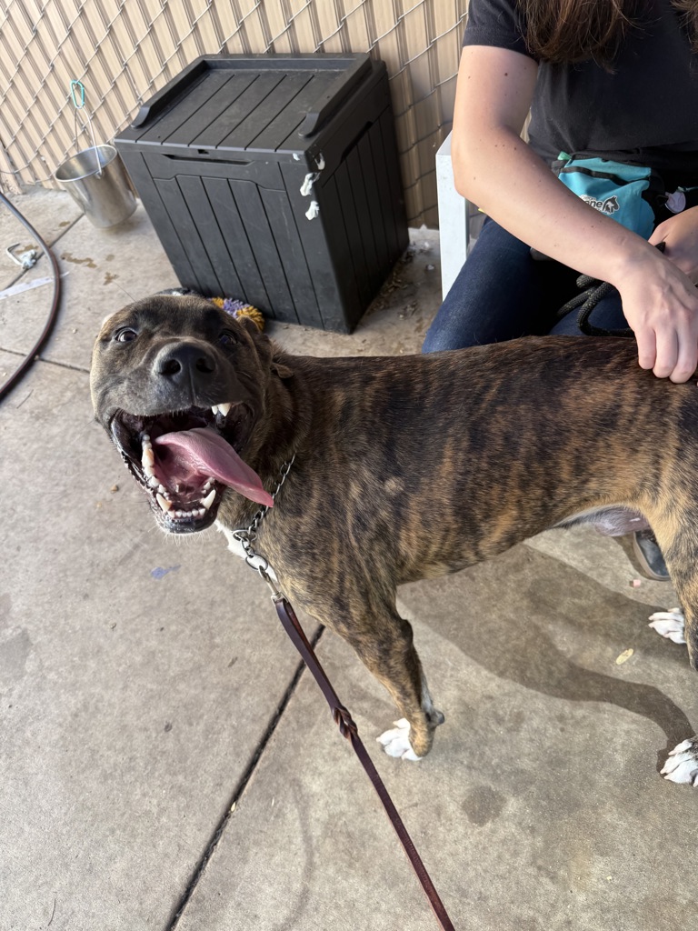 Shelter Stray Male Dog last seen Near Cardinal Drive, San Diego, CA, 92123, 5500 Gaines St, San Diego, CA 92110, USA