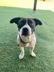 Shelter Stray Male Dog last seen Crows Nest Court, Oceanside, CA, 92057, Oceanside, CA 92058, USA