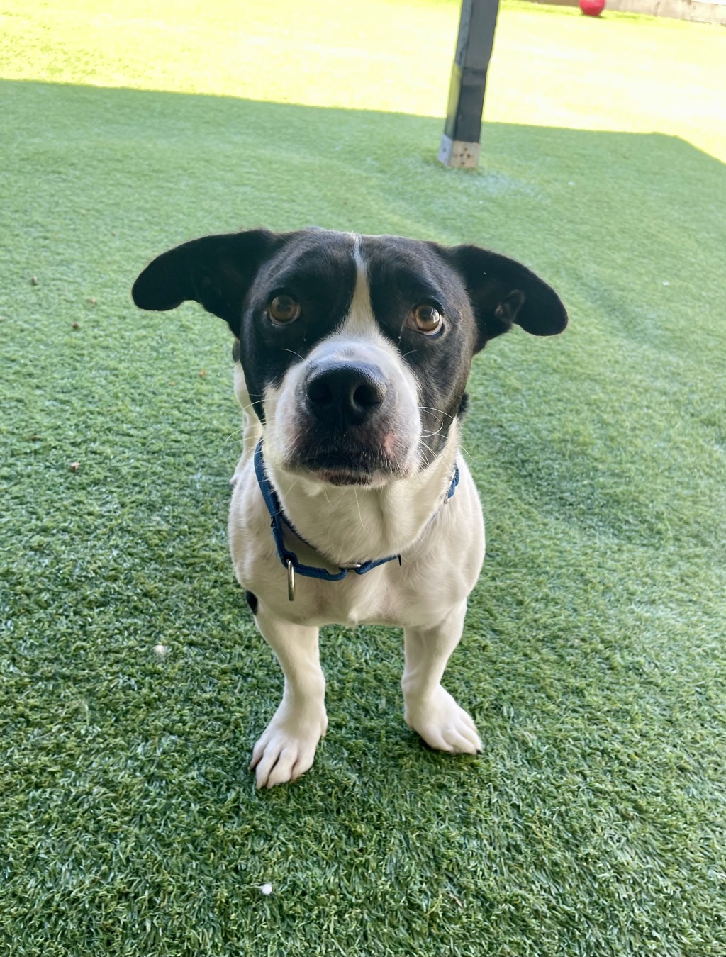 Shelter Stray Male Dog last seen Crows Nest Court, Oceanside, CA, 92057, Oceanside, CA 92058, USA