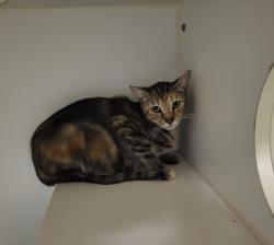Shelter Stray Female Cat last seen Near Via Santiago, Vista, CA, 92081, Oceanside, CA 92058, USA