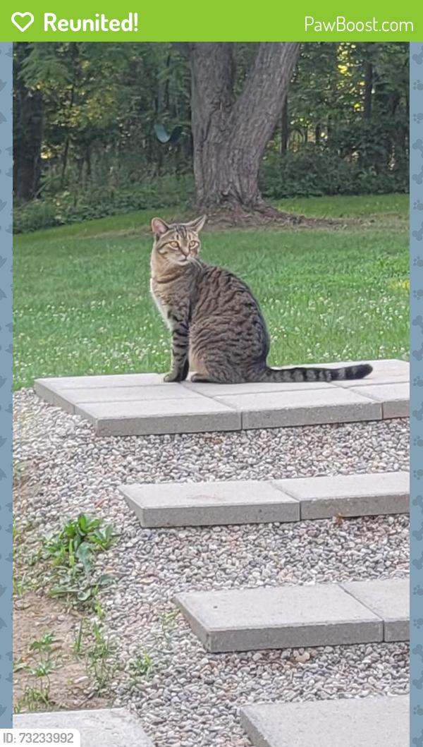 Reunited Female Cat last seen **** update she is home. Duffield Road between Ray and Smith, closer to smith rd, Gaines, MI 48436