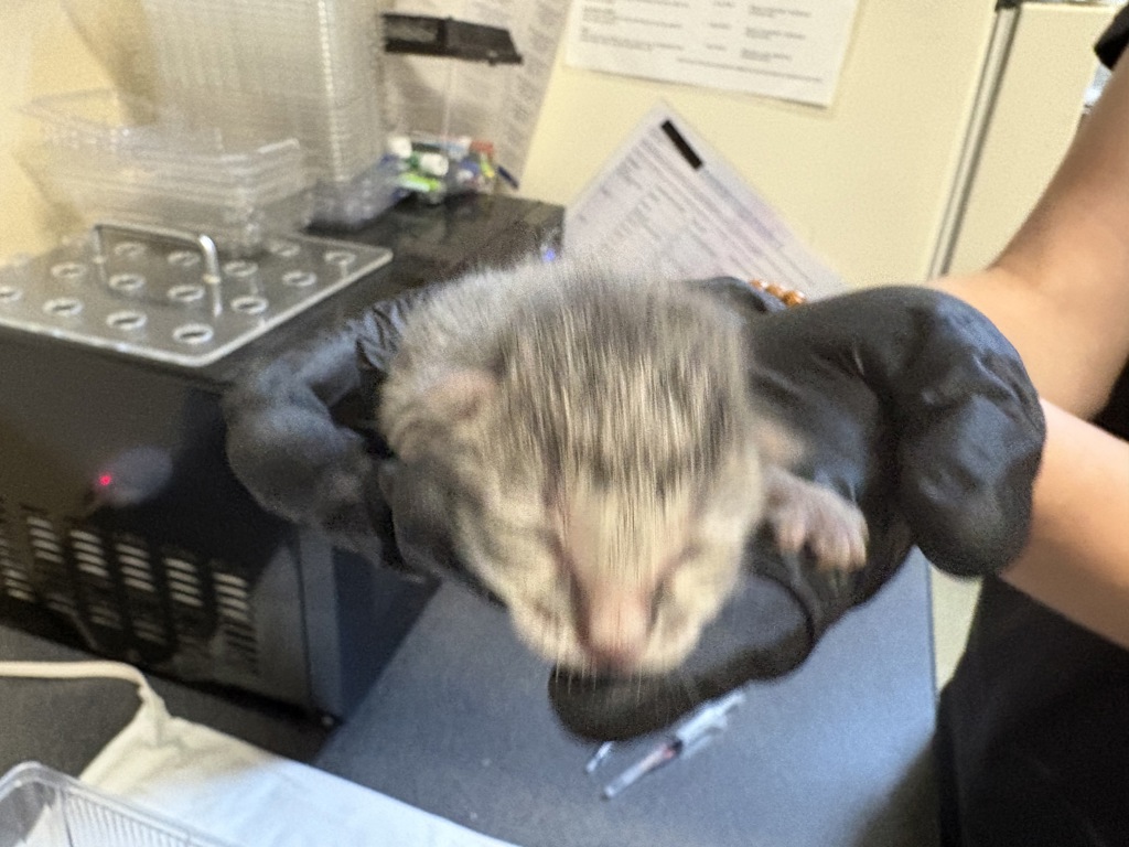 Shelter Stray Male Cat last seen Near Heritage, Oceanside, CA, 92058, Oceanside, CA 92058, USA
