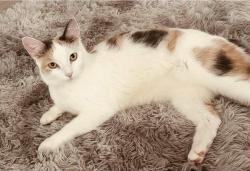 Lost Female Cat last seen Wellheads avenue she was last seen, Dyce, Scotland 