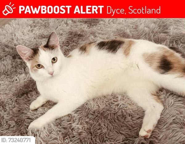 Lost Female Cat last seen Wellheads avenue she was last seen, Dyce, Scotland 