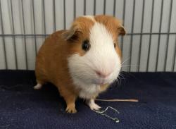 Shelter Stray Male Other last seen Near Poway Road, Poway, CA, 92064, Escondido, CA 92027, USA