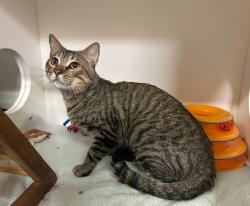 Shelter Stray Male Cat last seen Near Franklin Lane, Vista, CA, 92084, Oceanside, CA 92058, USA