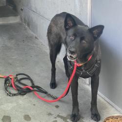 Shelter Stray Female Dog last seen , 361 S Raymond Ave, Pasadena, CA 91105, USA