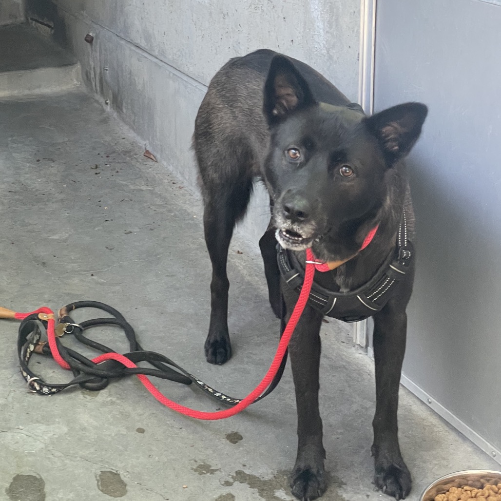 Shelter Stray Female Dog last seen , 361 S Raymond Ave, Pasadena, CA 91105, USA