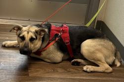 Shelter Stray Female Dog last seen Miramar Base, San Diego, CA, 92145, 5500 Gaines St, San Diego, CA 92110, USA