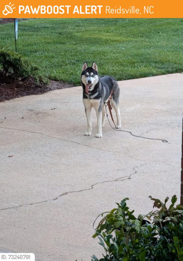Found/Stray Unknown Dog last seen Pennrose Drive, Reidsville, NC 27320