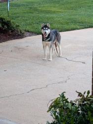 Found/Stray Unknown Dog last seen Pennrose Drive, Reidsville, NC 27320