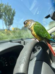 Lost Unknown Bird last seen Tarpon ave, Tarpon Springs, FL 34689