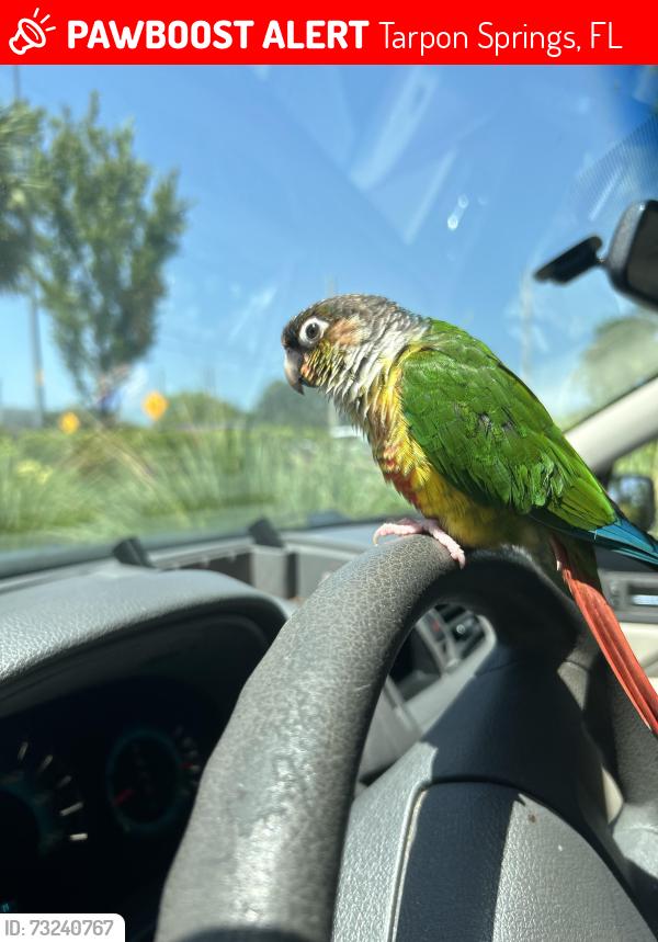 Lost Unknown Bird last seen Tarpon ave, Tarpon Springs, FL 34689