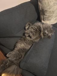 Lost Male Cat last seen Gordon road, Wilmington, NC 28405