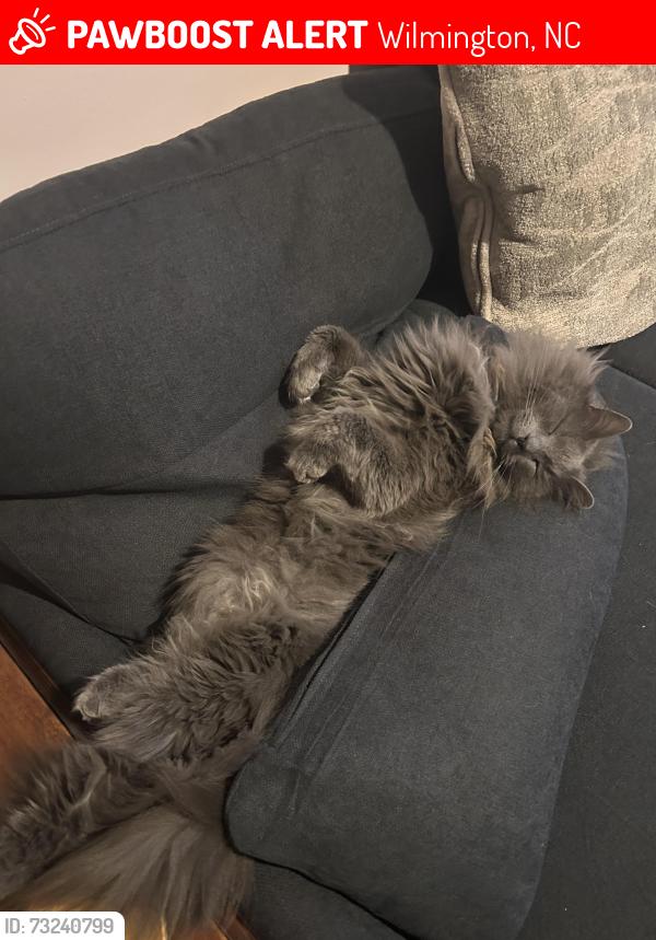 Lost Male Cat last seen Gordon road, Wilmington, NC 28405