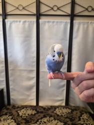 Lost Male Bird last seen Margaret ln, Campbell, CA 95008