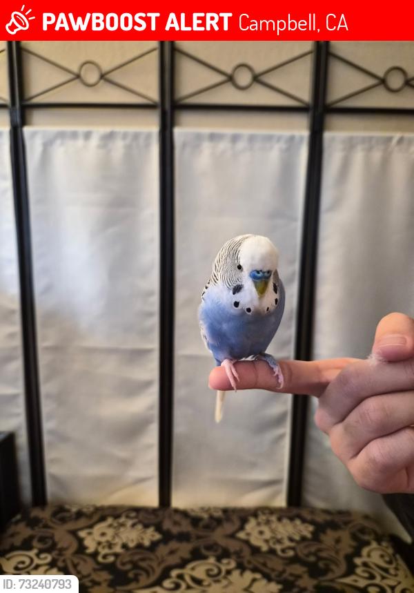 Lost Male Bird last seen Margaret ln, Campbell, CA 95008