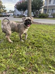 Found/Stray Male Dog last seen Colony drive, Surfside Beach, SC 29575
