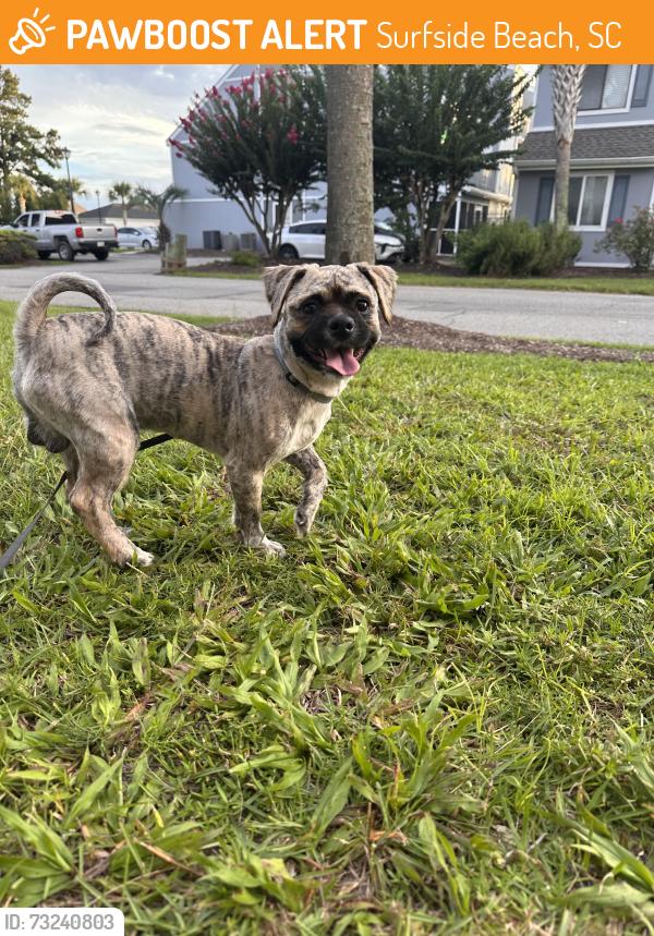 Found/Stray Male Dog last seen Colony drive, Surfside Beach, SC 29575