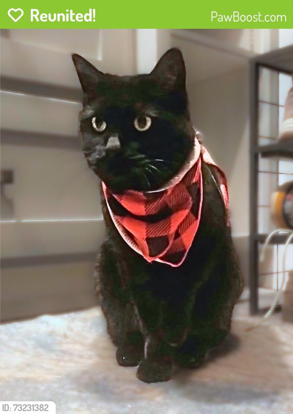 Reunited Female Cat last seen N Audubon and 5 Mile, Spokane, WA 99208