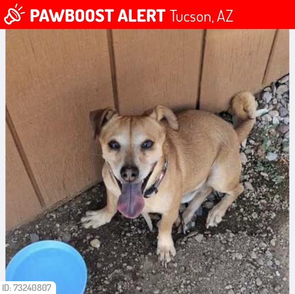 Lost Male Dog last seen Belvedere and Speedway, Tucson, AZ 85712