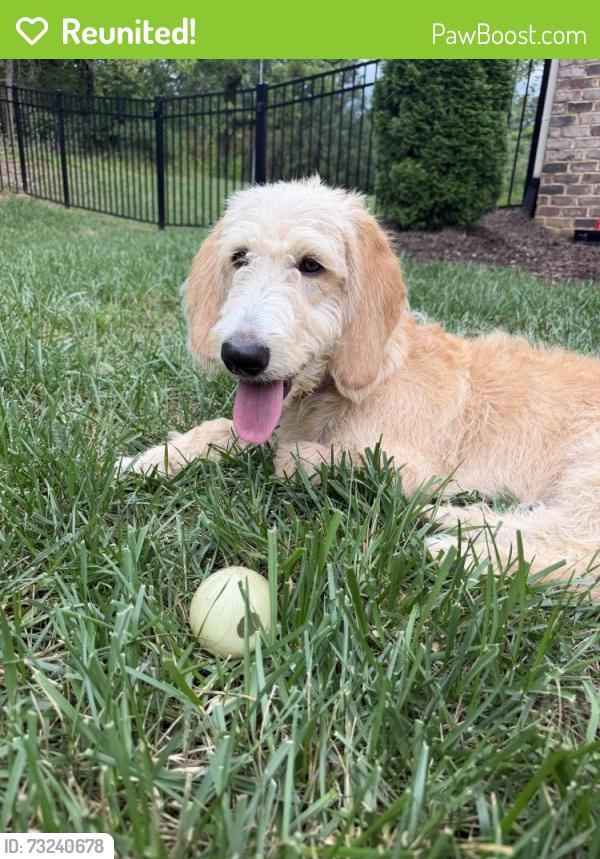 Reunited Female Dog last seen Cloverdale neighborhood off 29th Ave, Hickory, NC 28601