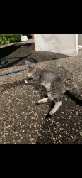 Lost Male Cat last seen Hanon Dr and Odie st, White Settlement, TX 76108