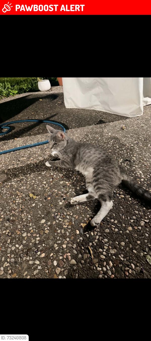 Lost Male Cat last seen Hanon Dr and Odie st, White Settlement, TX 76108