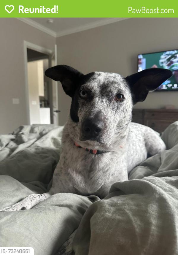 Reunited Female Dog last seen Cloverdale neighborhood off 29th ave, Hickory, NC 28601