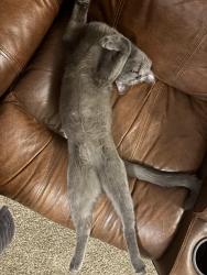 Lost Male Cat last seen Family Center apmts, Cañon City, CO 81212