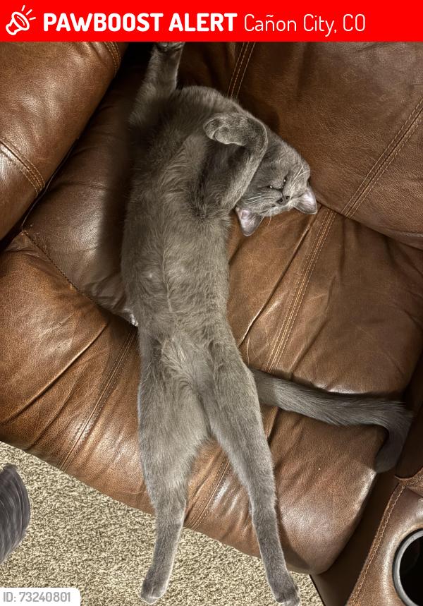 Lost Male Cat last seen Family Center apmts, Cañon City, CO 81212
