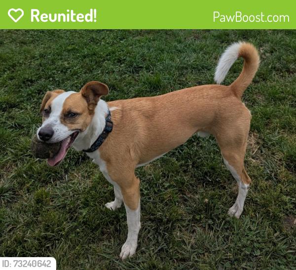 Reunited Male Dog last seen Dimond creek park, Oakland, CA 94602
