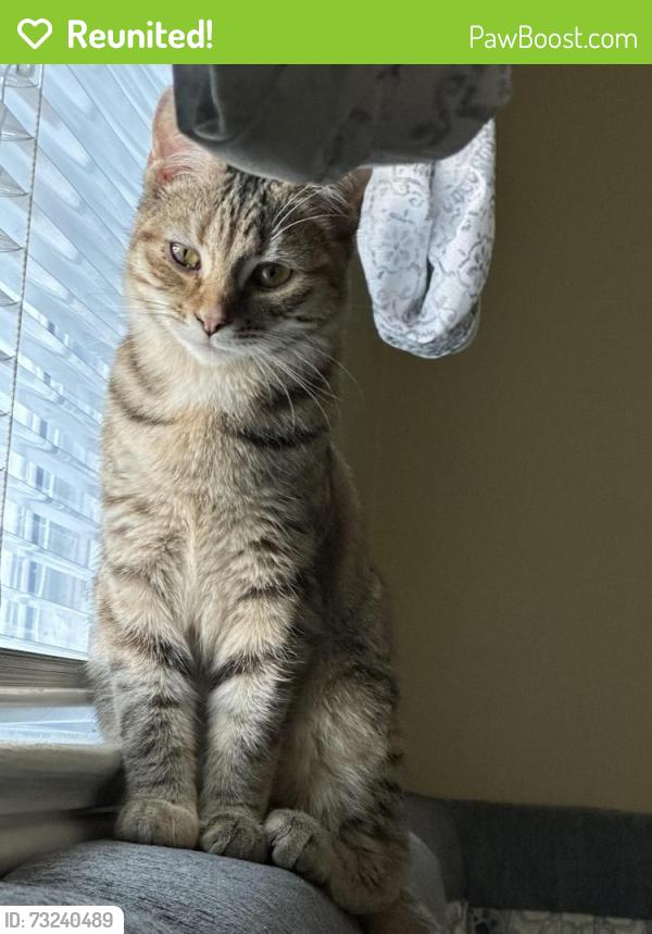 Reunited Female Cat last seen Foxhall Dr, Silver Spring MD 20906, Silver Spring, MD 20906