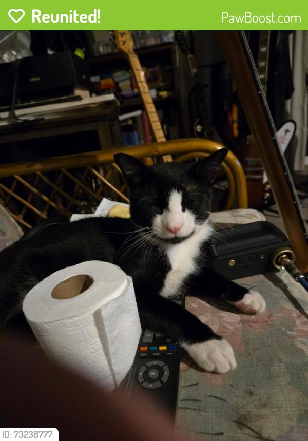 Reunited Male Cat last seen Summit blvd, Pensacola, FL 32503