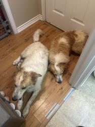 Reunited Male Dog last seen Near, Athens, TX 75752