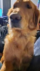 Lost Female Dog last seen Division, Portland, OR 97233