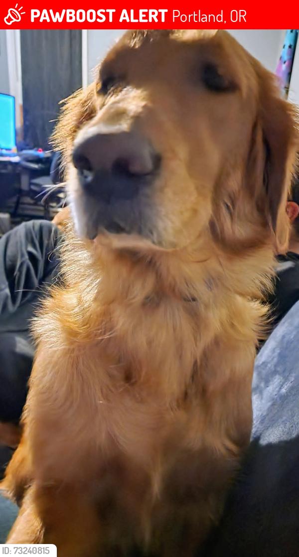 Lost Female Dog last seen Division, Portland, OR 97233