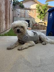 Found/Stray Male Dog last seen Robert Louis Stevenson Branch Library, Los Angeles, CA 90023