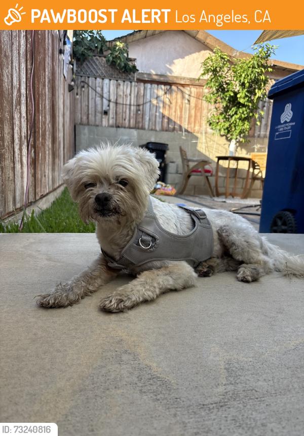 Found/Stray Male Dog last seen Robert Louis Stevenson Branch Library, Los Angeles, CA 90023
