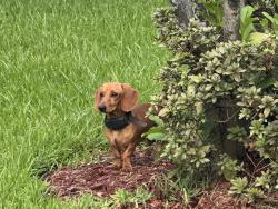 Found/Stray Male Dog last seen Maryland Ave and Ockley Dr, Shreveport, LA 71106