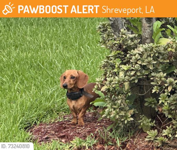 Found/Stray Male Dog last seen Maryland Ave and Ockley Dr, Shreveport, LA 71106