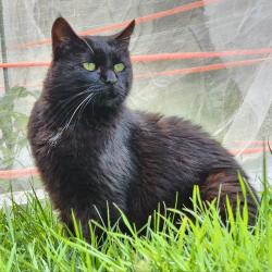 Lost Female Cat last seen Match rd, Columbia, CT 06237