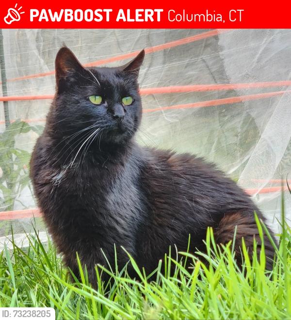 Lost Female Cat last seen Match rd, Columbia, CT 06237