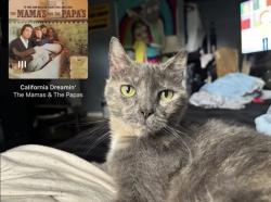 Lost Female Cat last seen Dollar general old Dixie vero beach fl, Vero Beach, FL 32962