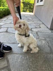 Found/Stray Unknown Dog last seen HIdden Valley and Pedley, Norco, CA 92879